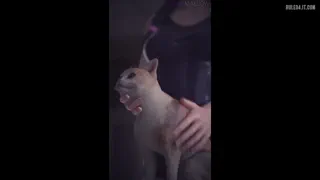 Anime Hentai Dvas pussy (Magmallow) [Overwatch] [u/FaithKingPGI]